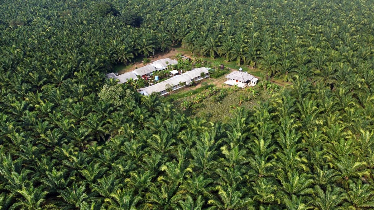JARR’s Profit Soars 82.58% in H1 2025, Boosted by Rising Sales to Pertamina Palm Oil Magazine