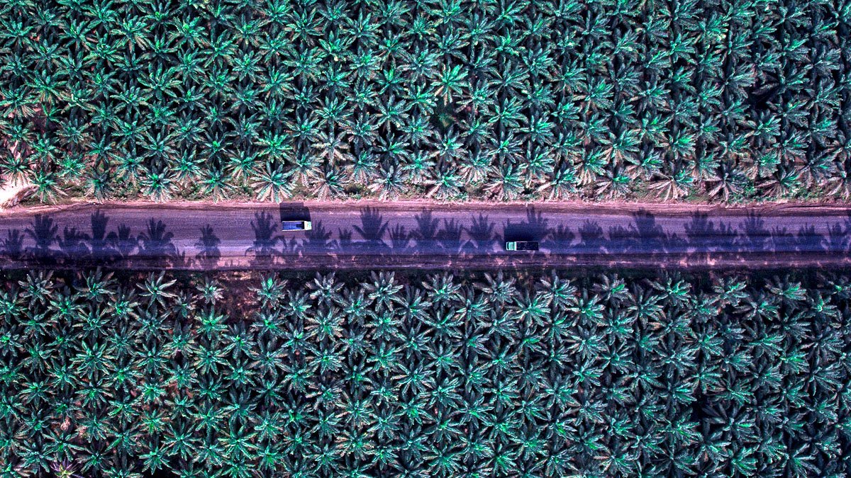 Cutting Palm Oil’s Carbon Footprint Across the Supply Chain Palm Oil Magazine
