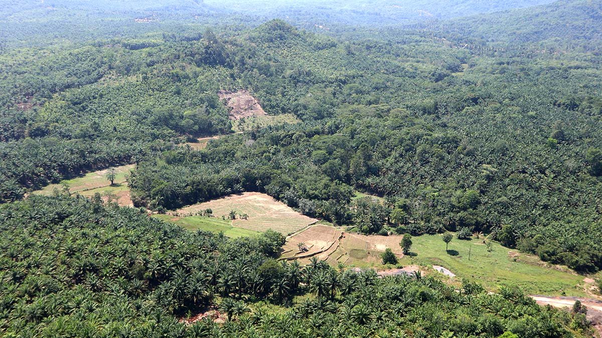 Forest Area Governance Reform Requires Comprehensive and Fair Legal Framework Palm Oil Magazine