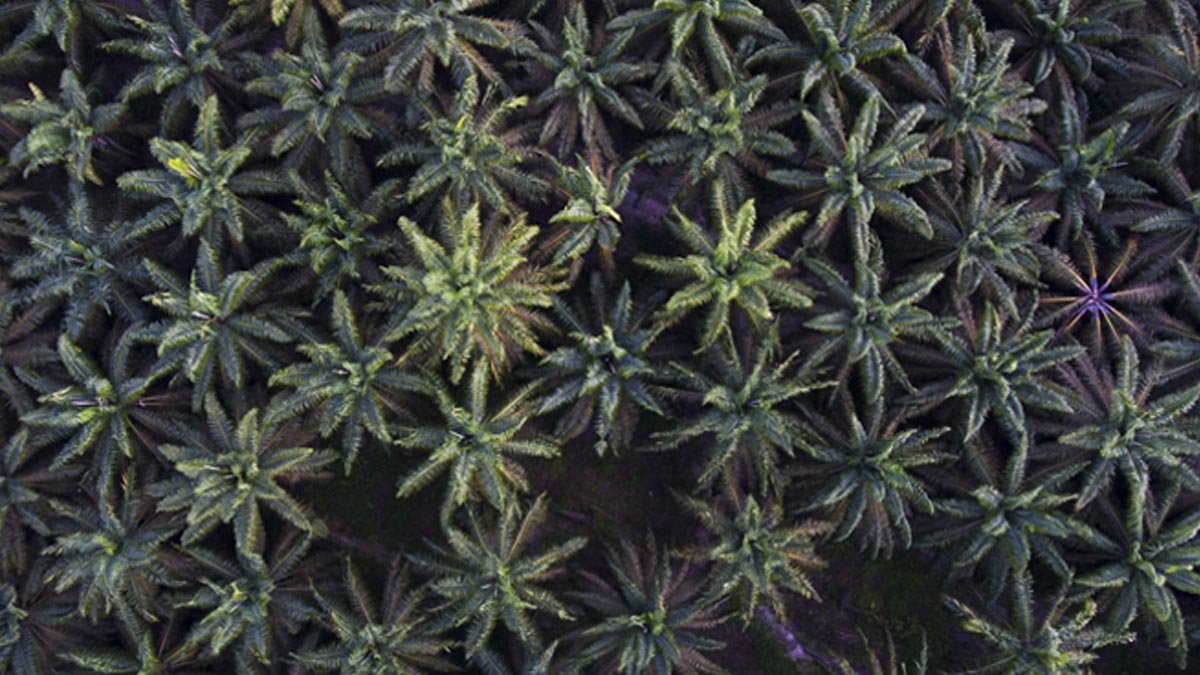 Task Force Shuts Down 8,133 Hectares of Illegal Palm Oil Plantations in South Solok Palm Oil Magazine