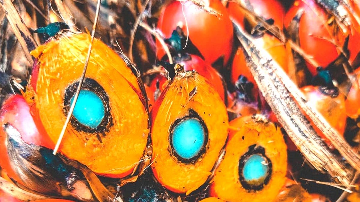 West Kalimantan FFB Price for Late July 2025 Rises by Rp75.57/kg Palm Oil Magazine