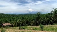 Tesso Nilo Residents Welcome Komnas HAM’s Recommendation, Criticize Militarized Approach Palm Oil Magazine