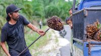 Palm Oil Magazine