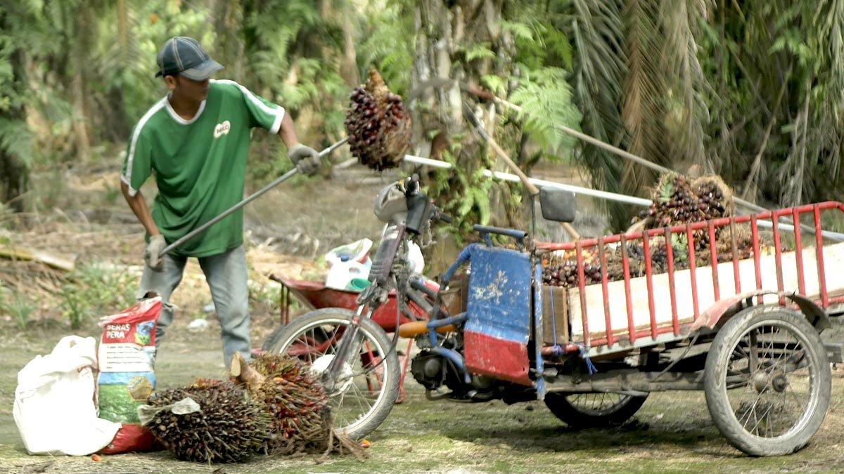 Riau’s Independent FFB Price Rises by IDR68.28/kg for July 30–August 5, 2025 Palm Oil Magazine