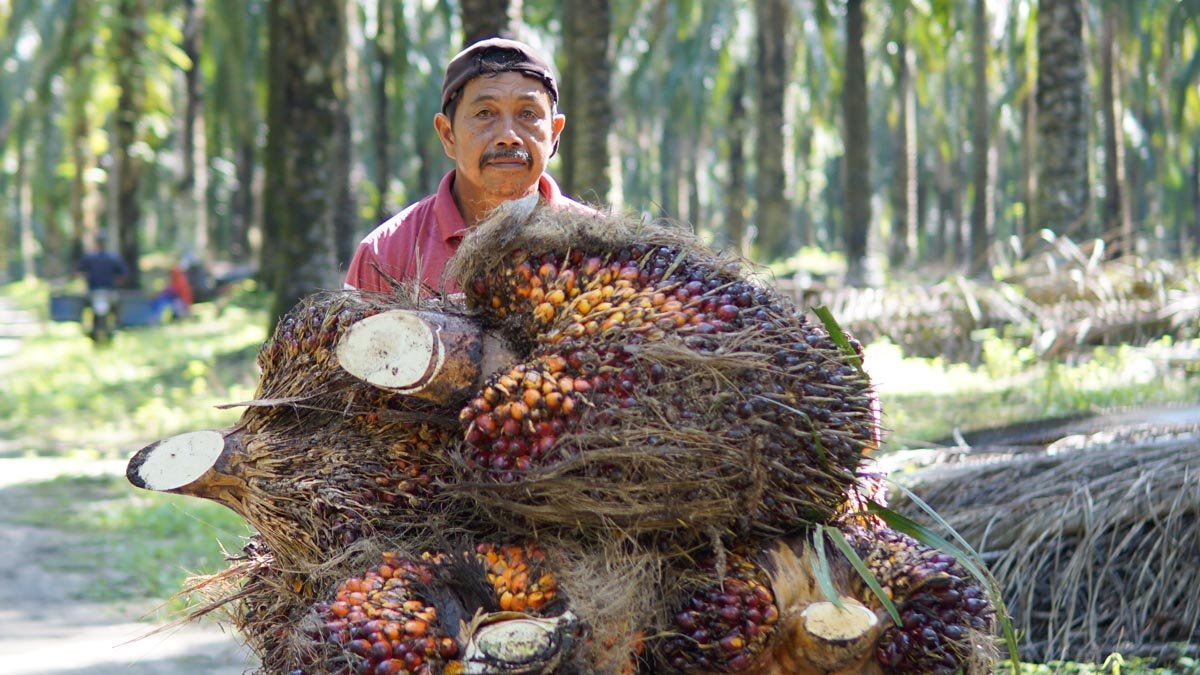 North Sumatra’s FFB Price Rises to IDR 3,634.21/kg for the Period of August 20–26, 2025 Palm Oil Magazine