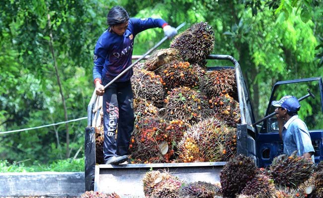West Kalimantan FFB Prices Rise in Early August 2025, Reaching Rp3,335/kg Palm Oil Magazine