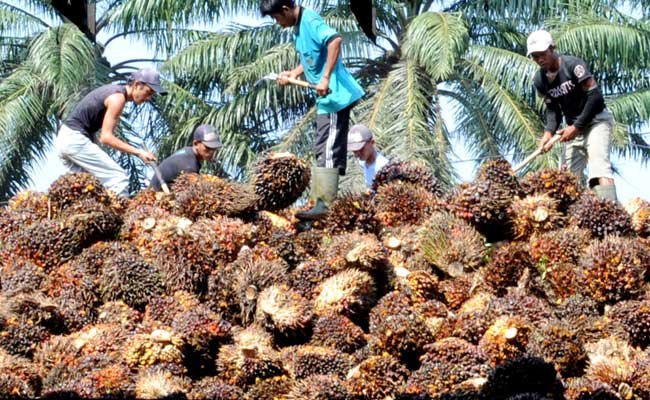 FFB Prices in North Sumatra Rise, Highest at Rp3,592/kg during the Period of August 13–19, 2025 Palm Oil Magazine