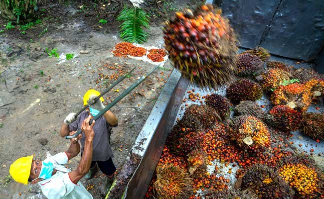 Riau’s Plasma FFB Prices Rise in August 13–19, 2025 Period, Highest at Rp3,631/kg Palm Oil Magazine