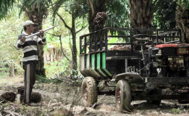 Riau’s Independent Smallholder FFB Price Rises, Reaches Rp3,563/kg in August 13–19, 2025 Period Palm Oil Magazine