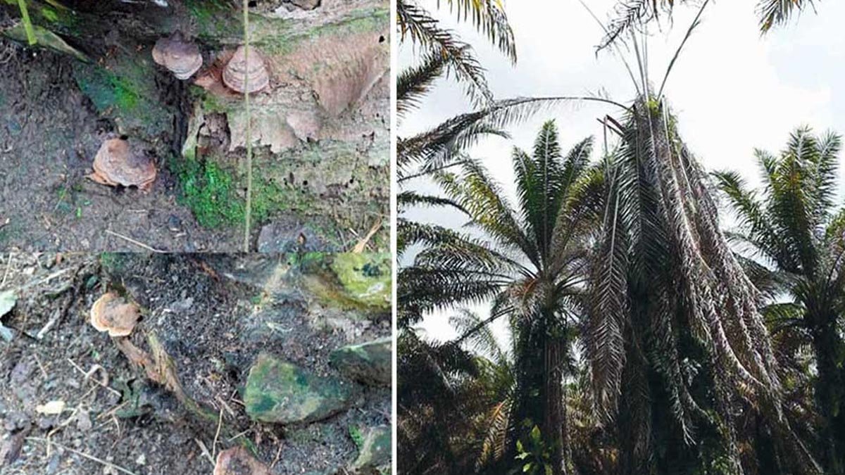 UIN Bandung Biology Students Pioneer New Strategy Against Oil Palm Ganoderma Palm Oil Magazine