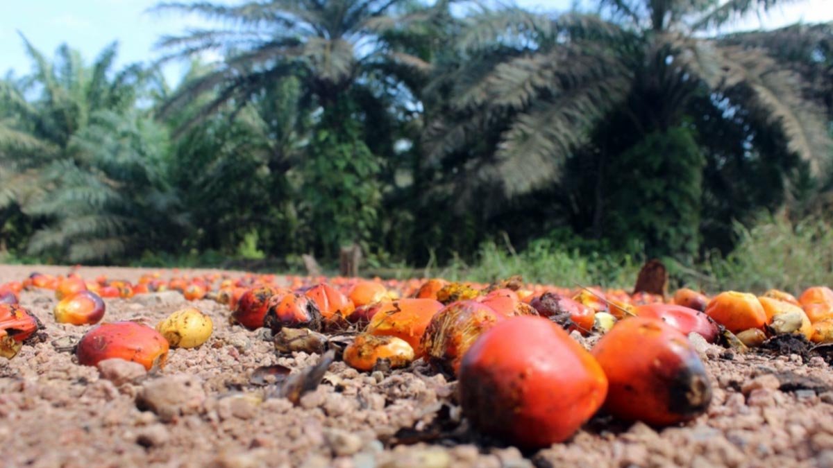 Breaking the Cycle of Low Palm Oil Harvests Through Smarter Fertilization Palm Oil Magazine