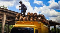 Palm Oil Magazine