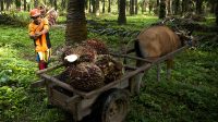 Palm Oil Magazine