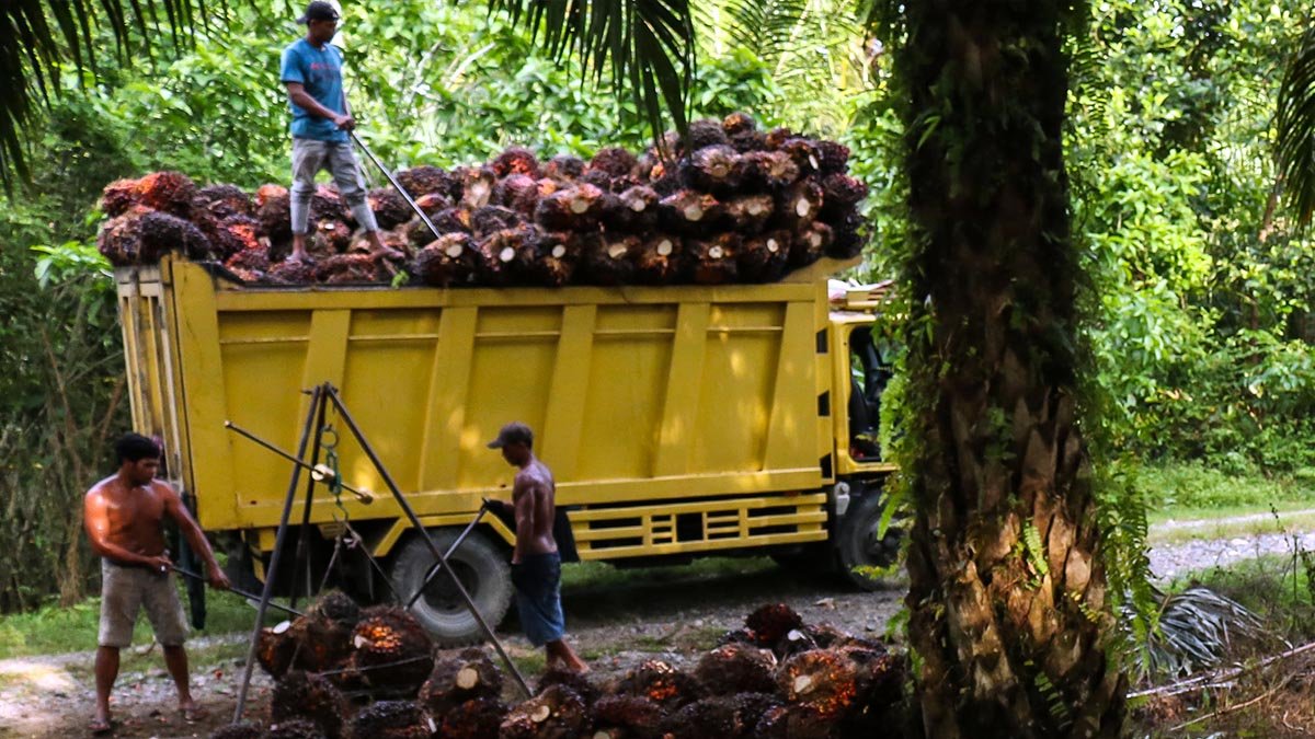 Jambi FFB Price Slightly Increases but Remains Stable in Mid-September 2025 Palm Oil Magazine