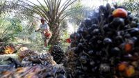 Palm Oil Magazine