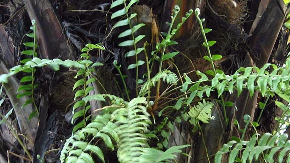 IOPRI Researcher; Soft Ferns Are Allies, Not Weeds, in Oil Palm Fields Palm Oil Magazine