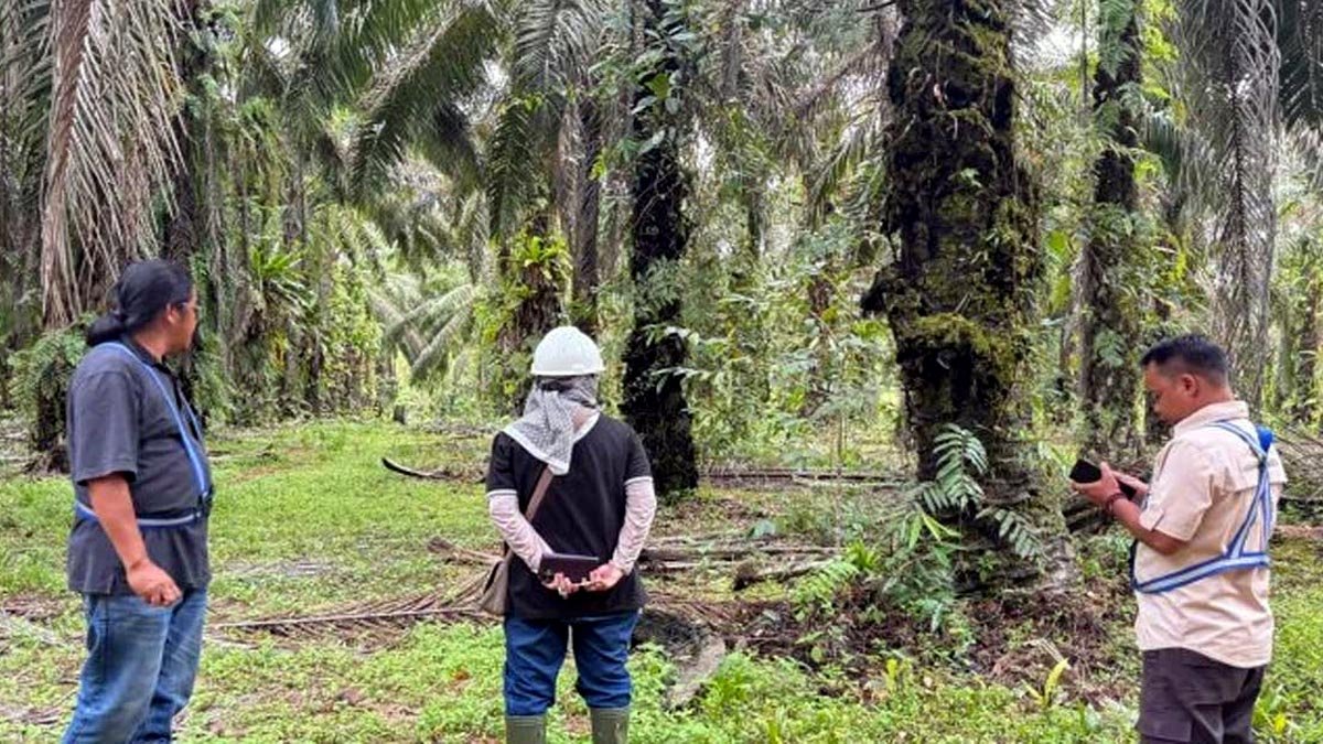 Independent Palm Oil Farmers Face Steep Challenges Toward Sustainable Certification Palm Oil Magazine