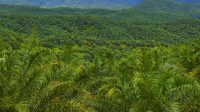 Palm Oil Magazine