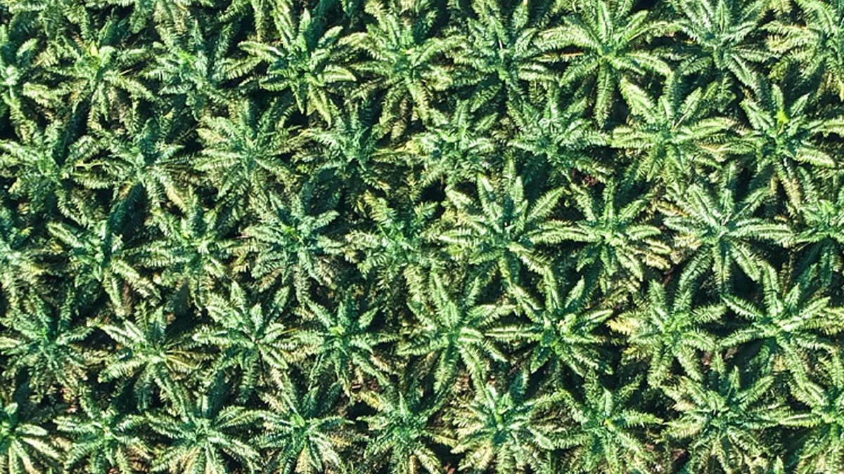 Seruyan Promotes Local Regulation on Women and Child Protection in Workplaces Palm Oil Magazine