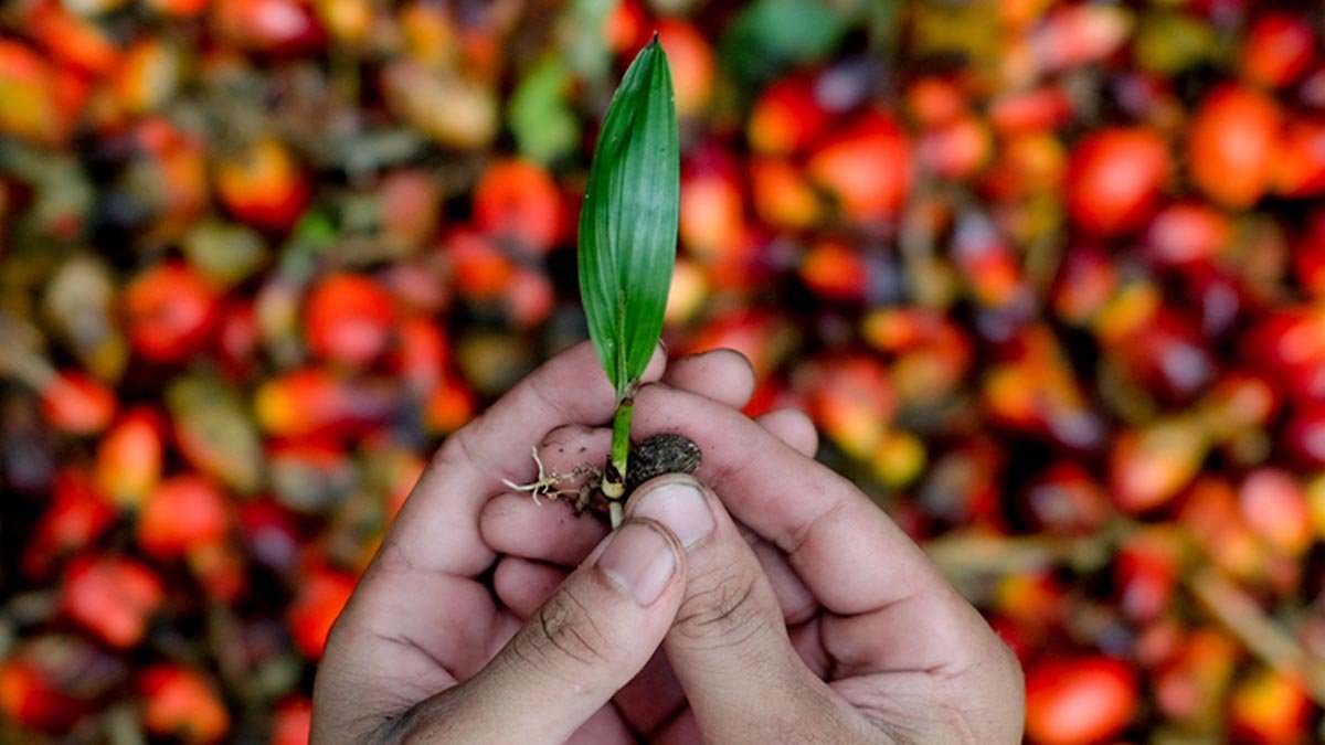 Wabup Kutim Dorong Riset Bibit Sawit Lokal, Kurangi Ketergantungan pada Sumatera Palm Oil Magazine
