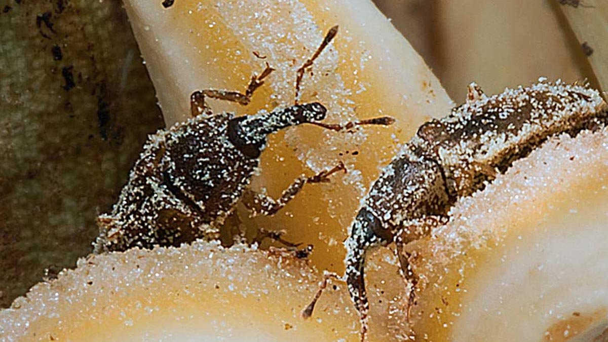 The Tiny Pollinators Behind IDR 440 Trillion Palm Oil Production Palm Oil Magazine