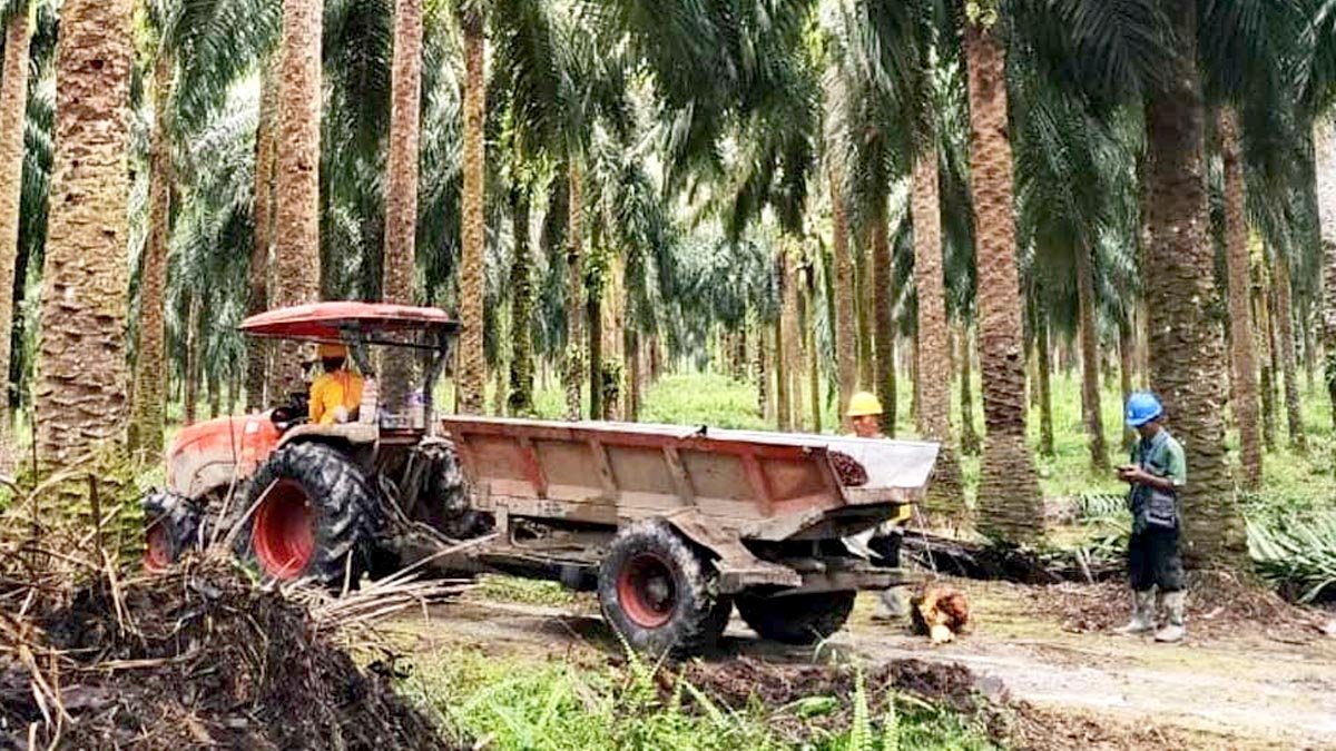 Unila Students Develop App to Support ISPO, Secure BPDP Palm Oil Research Funding 2025 Palm Oil Magazine