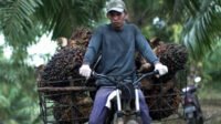 Riau Independent Smallholder FFB Prices Fall IDR 70.86 per Kg in Late October 2025 Palm Oil Magazine