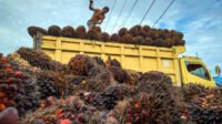 West Kalimantan FFB Prices Reach IDR 3,479.60 per Kg in Late October 2025 Palm Oil Magazine