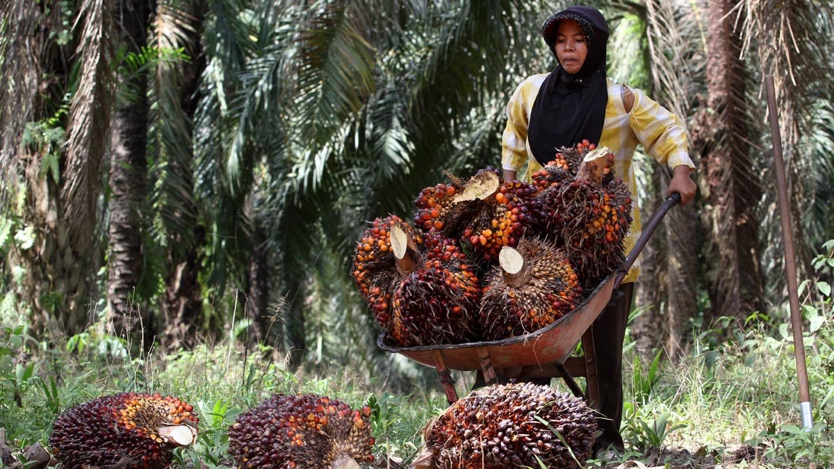 Palm Oil Magazine