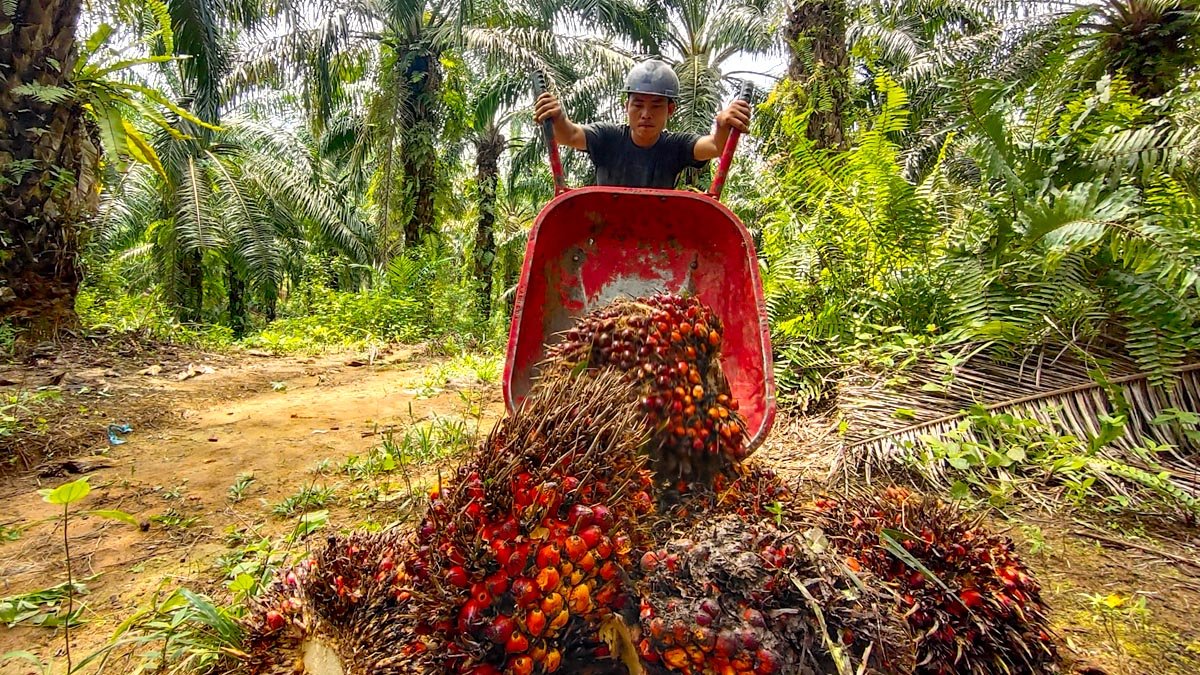 Palm Oil Magazine, FFB Price