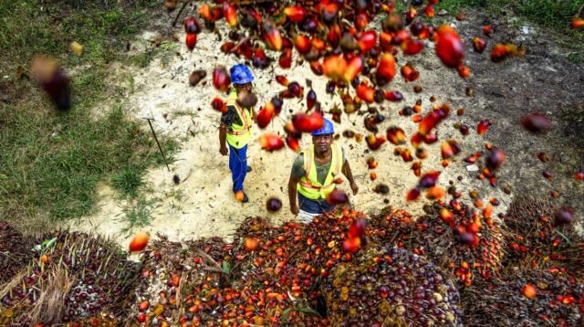 Palm Oil Magazine, FFB Price