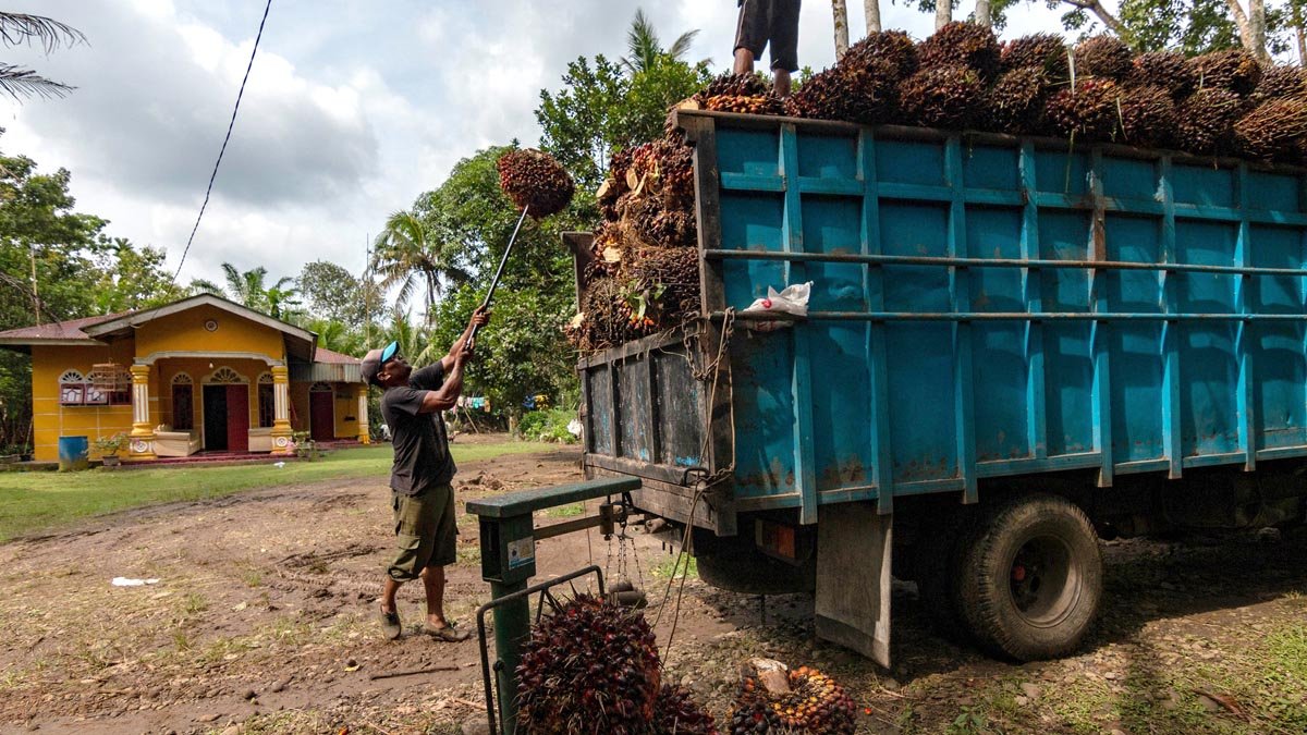 Renewable Energy Policy Should Prioritize Farmers Palm Oil Magazine