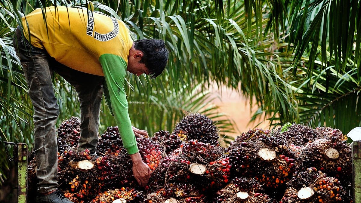 East Kalimantan’s FFB Prices Slip IDR 4.31 per Kg in Late October 2025 Palm Oil Magazine, FFB Price