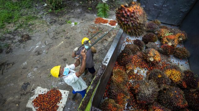 Palm Oil Magazine, FFB Price