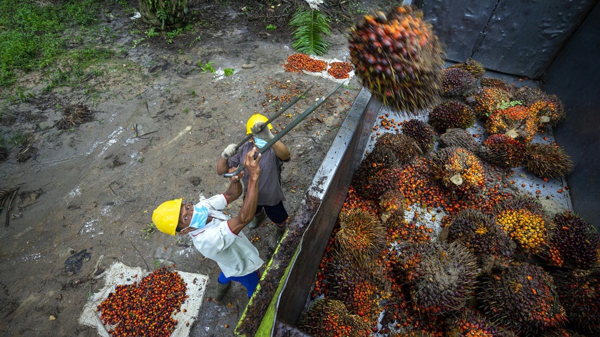 North Sumatra’s FFB Prices Drop by IDR 175.73 per Kg for November 5–11, 2025 Palm Oil Magazine, FFB Price