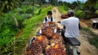 Riau’s Independent Smallholder FFB Prices Decline by IDR 117.82 per Kg for November 5–11, 2025 Palm Oil Magazine
