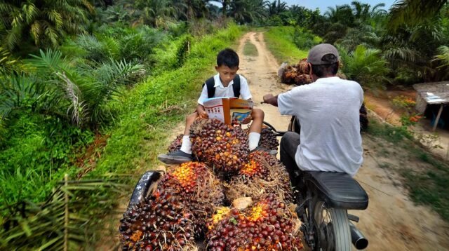 Palm Oil Magazine