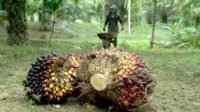 FFB Prices in Central Kalimantan Dip in Early November, Down IDR 158.49/kg Palm Oil Magazine, FFB Price