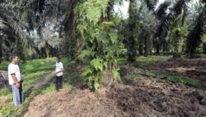 Palm Oil Magazine, Fortasbi