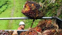 Riau Plasma Palm FFB Prices Rise in December 10–16 Period Palm Oil Magazine,