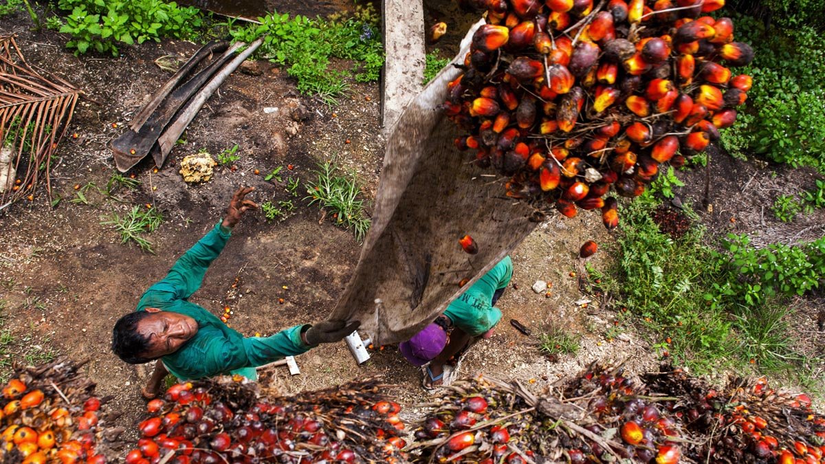 Palm Oil Magazine, FFB Price