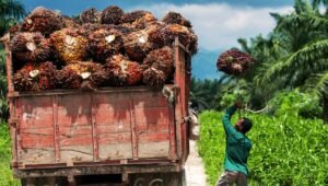 Palm Oil Magazine, FFB Price