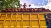 West Kalimantan’s Early-December FFB Price Sees Slight, Nearly Flat Increase Palm Oil Magazine