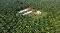 SSMS Acquires SML in IDR 1.6 Trillion Deal to Strengthen Upstream Palm Supply Chain Palm Oil Magazine