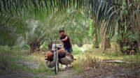Riau Independent Palm FFB Prices Rise in Late January as Upstream Benchmarks Hold Firm Palm Oil Magazine