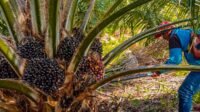 Smallholder Oil Palm in Banjar Remains Productive, 1.5 Hectares Yield 8 Tons per Harvest Palm Oil Magazine