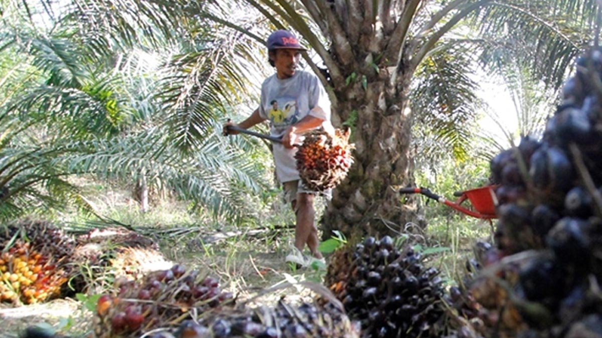South Sumatra FFB Prices Rise in Late January, Prime-Age Palms Hit IDR 3,469/kg Palm Oil Magazine