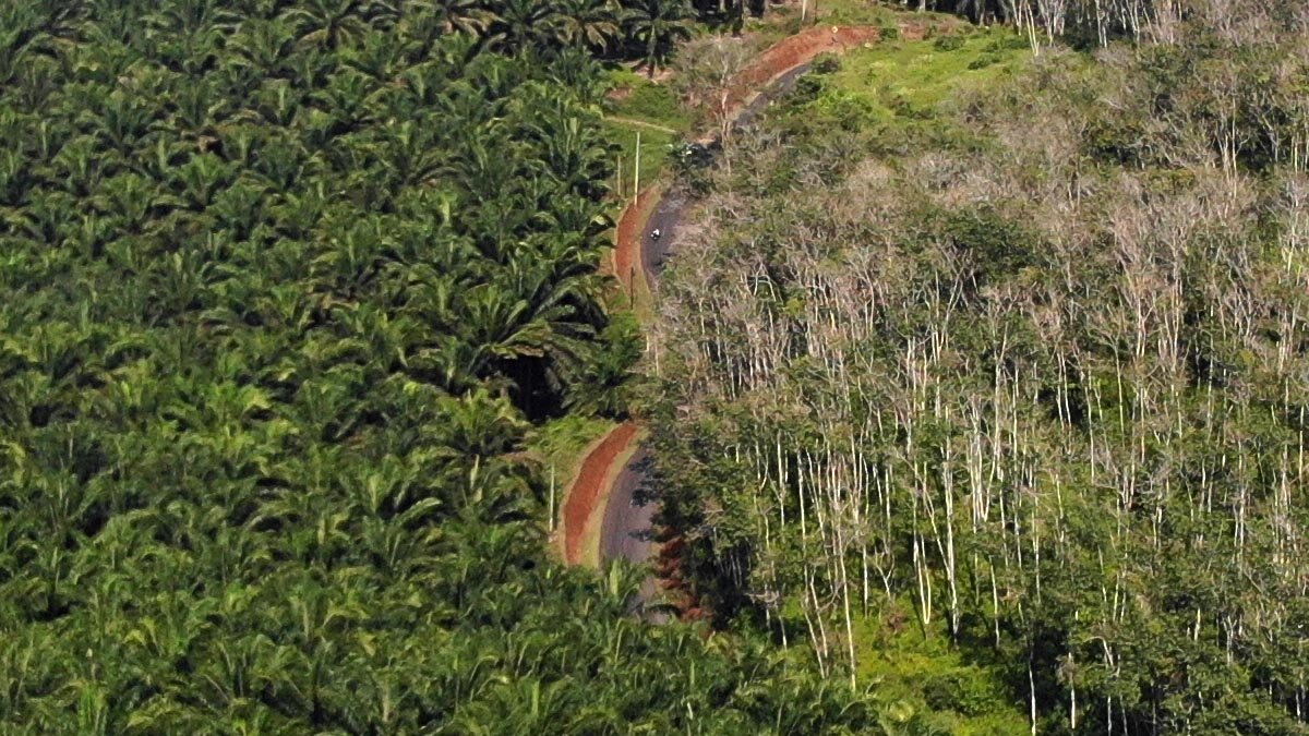 Beyond the Stigma: IPB Professor Calls for Science-Based View on Palm Oil and Deforestation Palm Oil Magazine