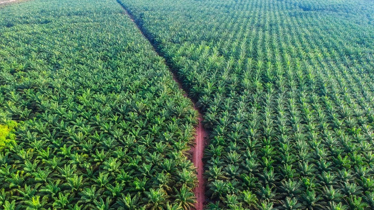 Trillion-Rupiah Forest Fines Spark Alarm as Experts Warn of Bankruptcy Risks and Mass Layoffs in Palm Oil Sector Palm Oil Magazine,