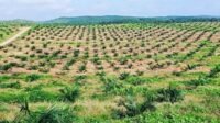 Sustainability Risks Loom, GAPKI Pushes Productivity Over Papua Land Expansion Palm Oil Magazine,